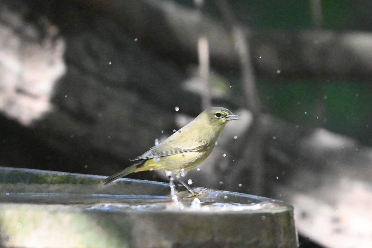 Orange-crowned Warbler - ML645822325