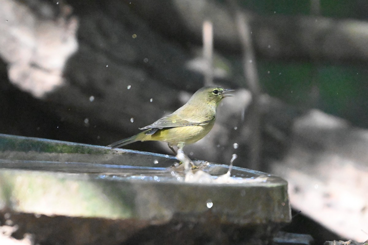 Orange-crowned Warbler - ML645822328