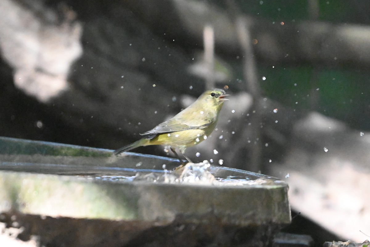 Orange-crowned Warbler - ML645822329