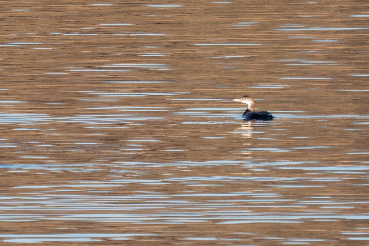 Strolaga maggiore - ML645822335