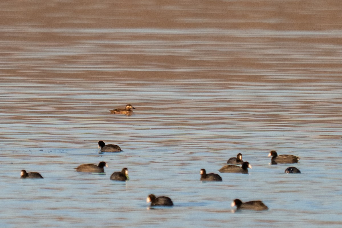 Surf Scoter - ML645822339