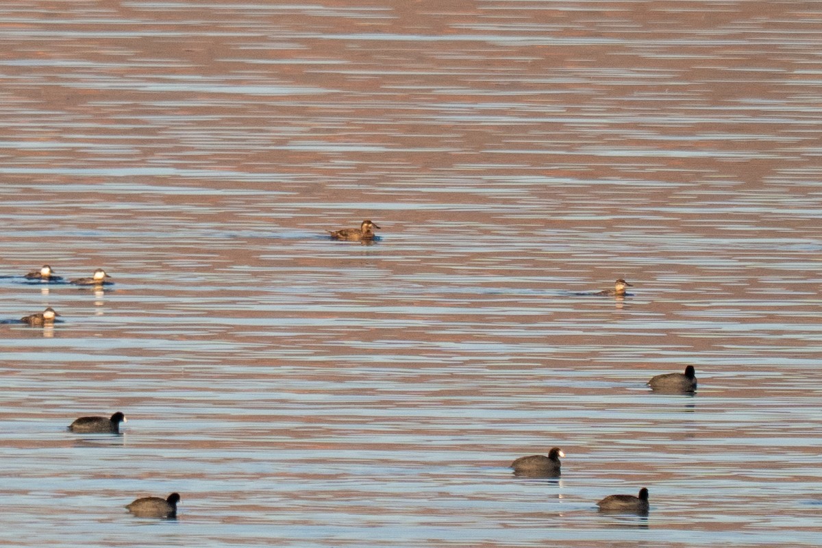 Surf Scoter - ML645822340