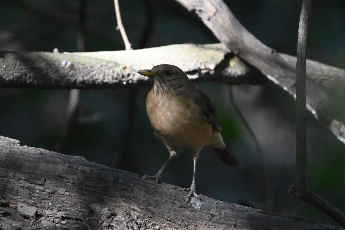 Clay-colored Thrush - ML645822342