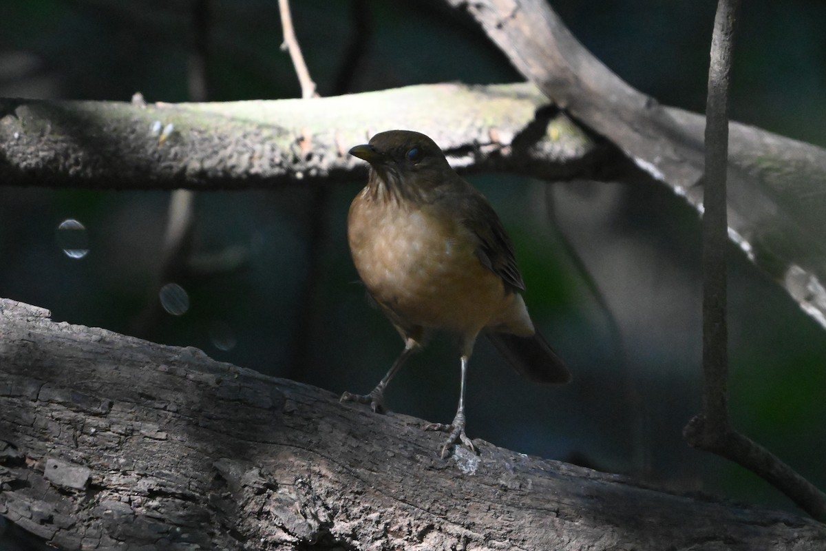 Clay-colored Thrush - ML645822343
