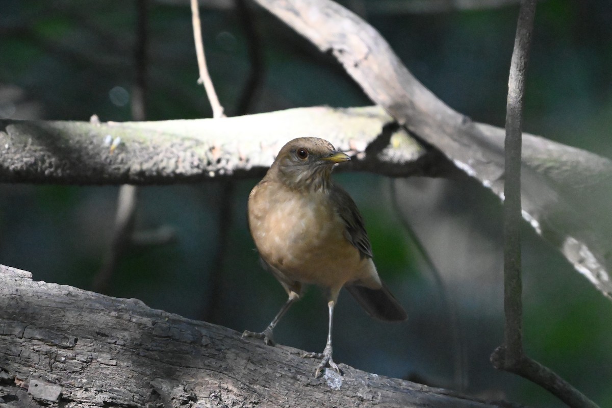 Clay-colored Thrush - ML645822344