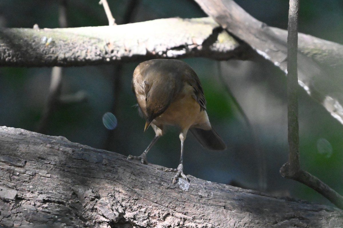 Clay-colored Thrush - ML645822345