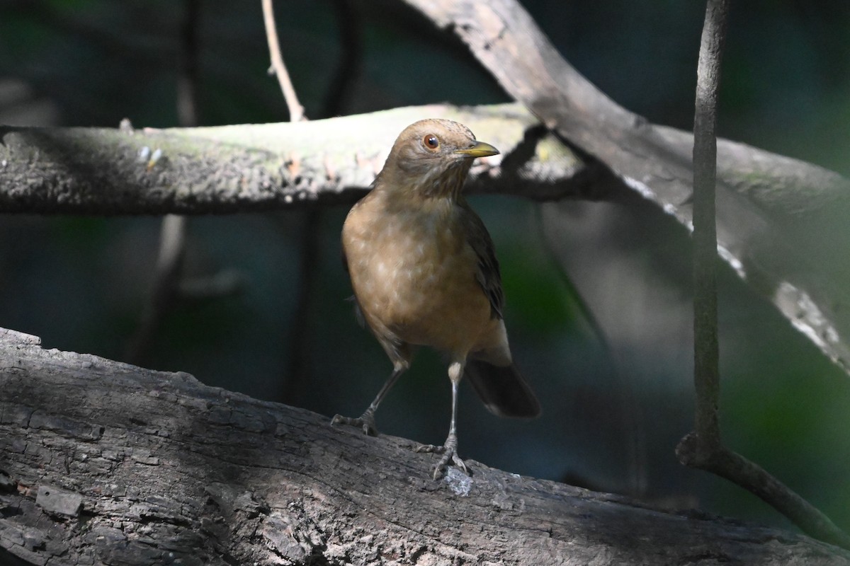 Clay-colored Thrush - ML645822346