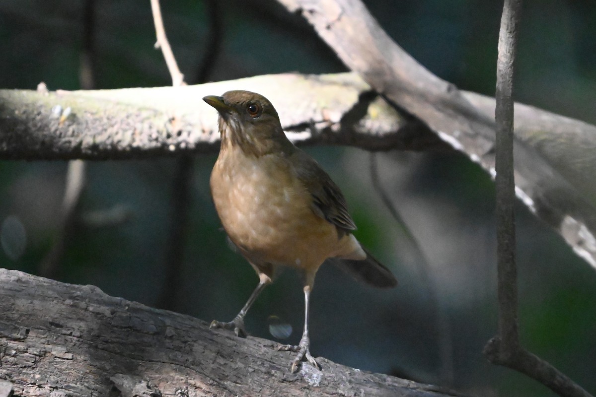 Clay-colored Thrush - ML645822347