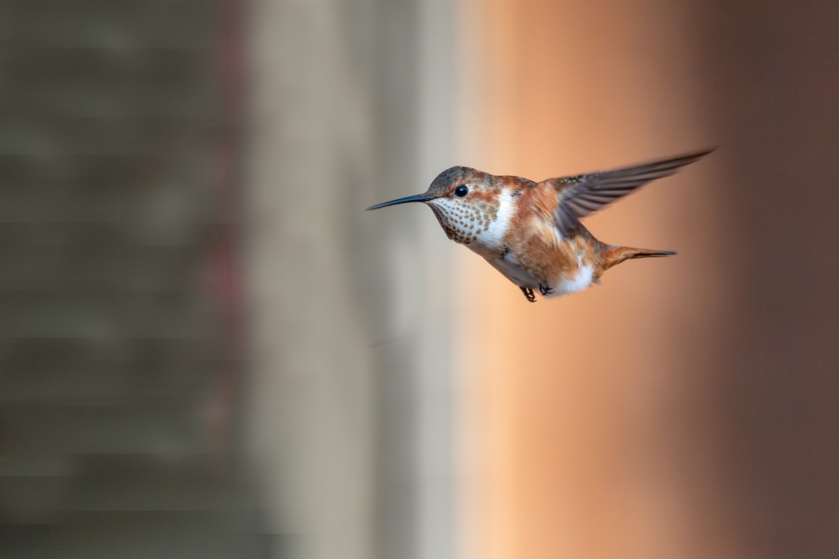 Rufous Hummingbird - ML645822352