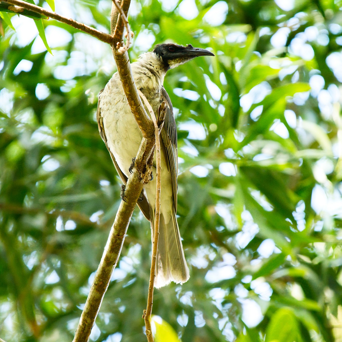 Noisy Friarbird - ML645822354