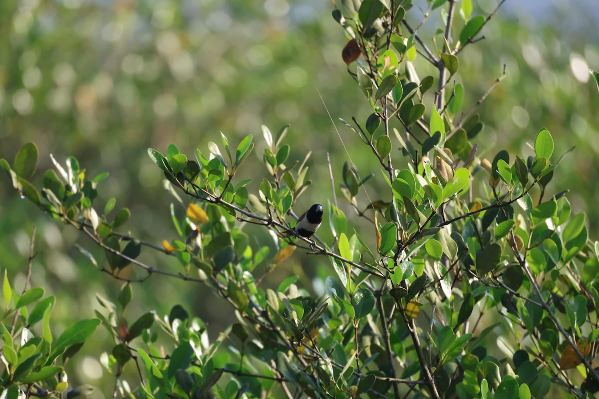 Tricolored Munia - ML645822355