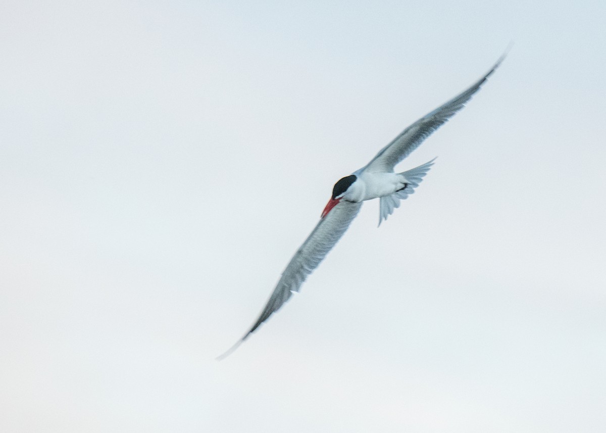 Caspian Tern - ML645822357