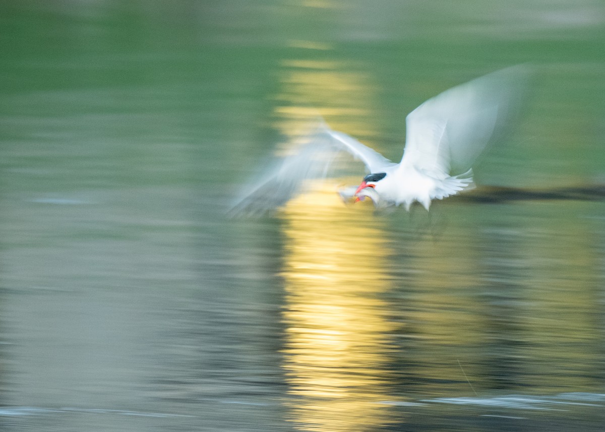 Caspian Tern - ML645822358