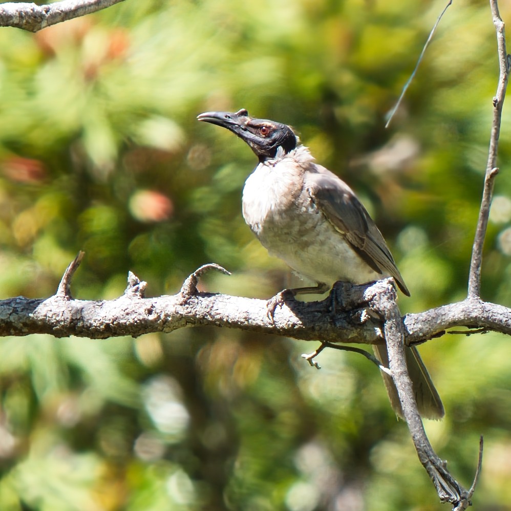 Noisy Friarbird - ML645822359