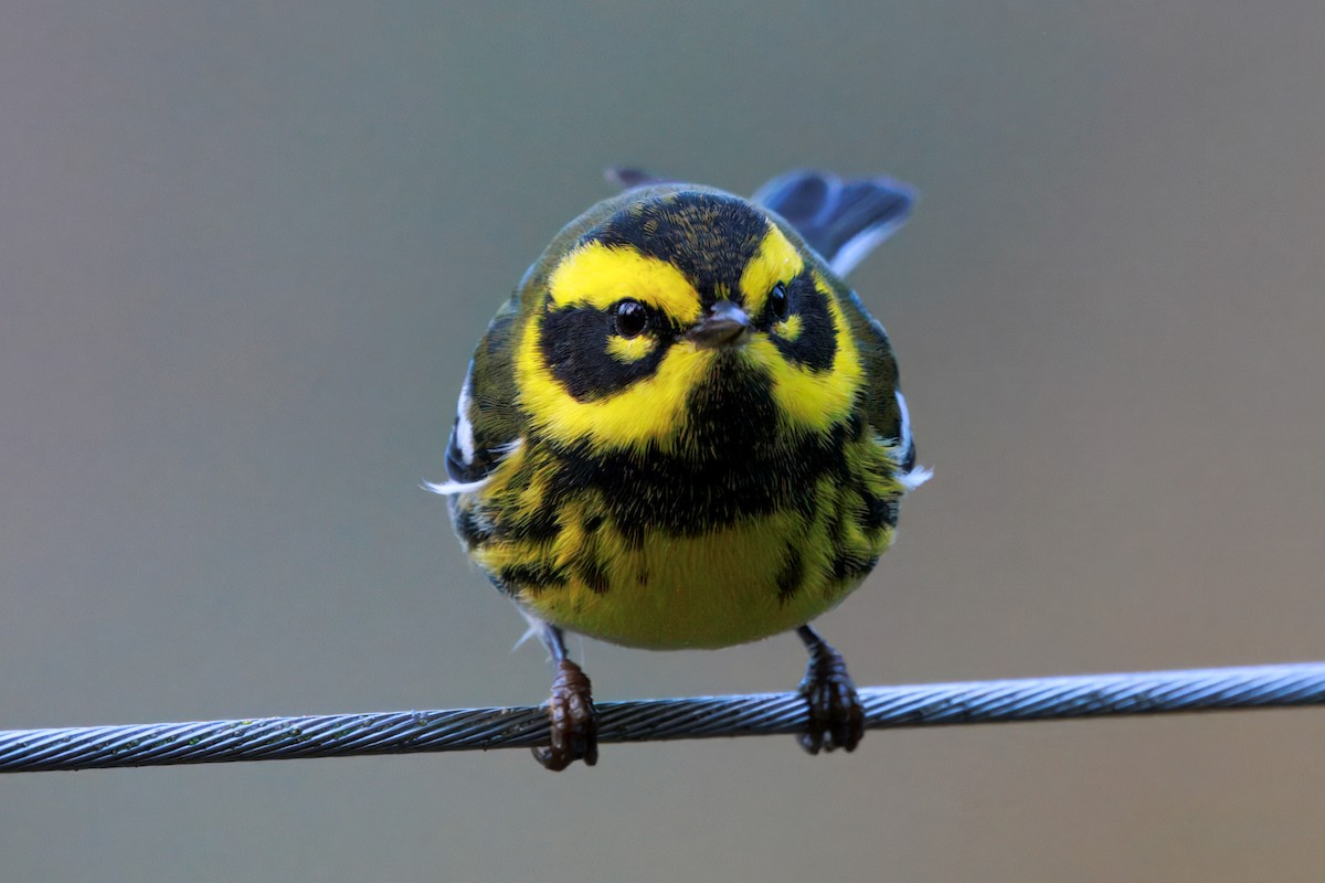 Townsend's Warbler - ML645822360