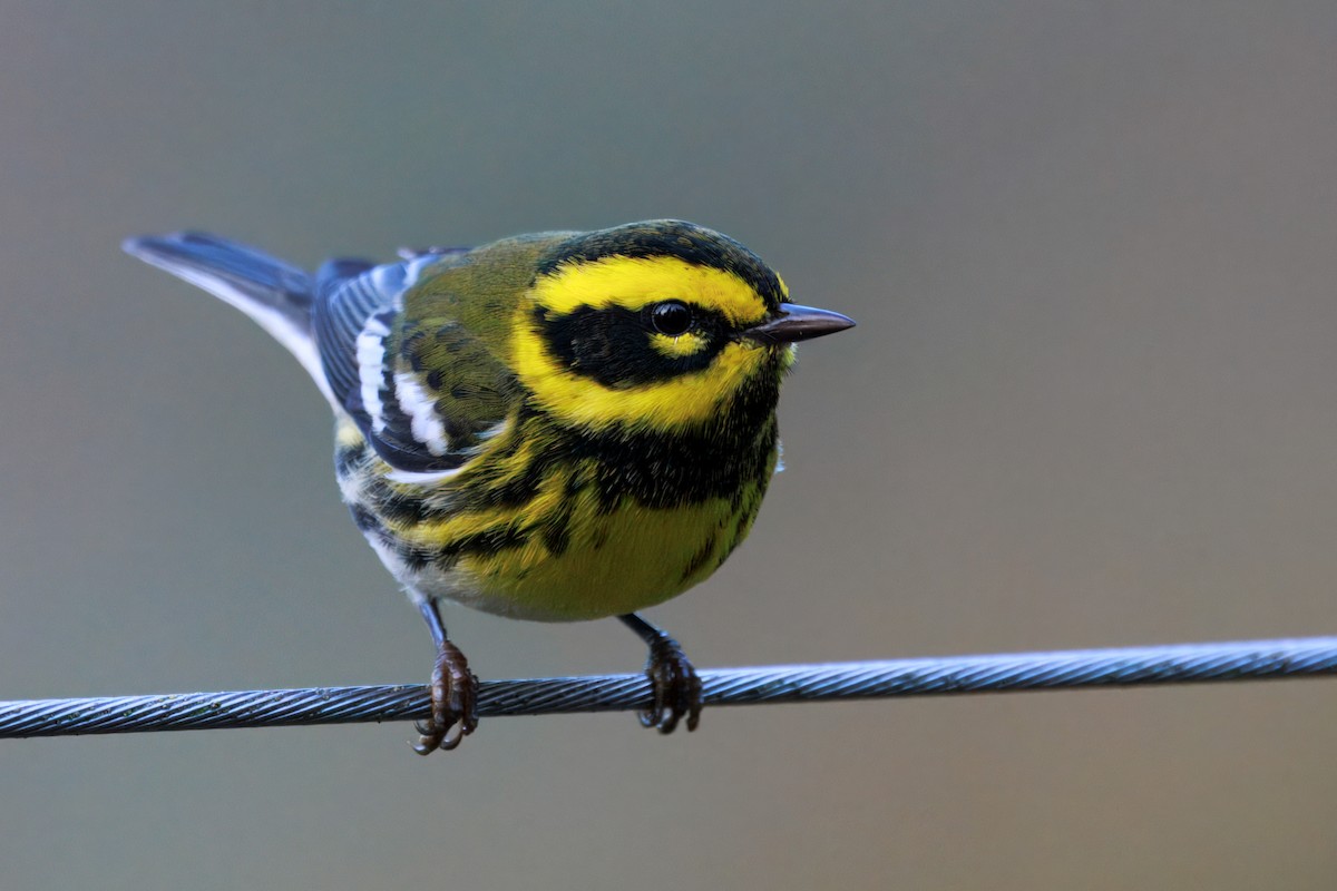 Townsend's Warbler - ML645822361