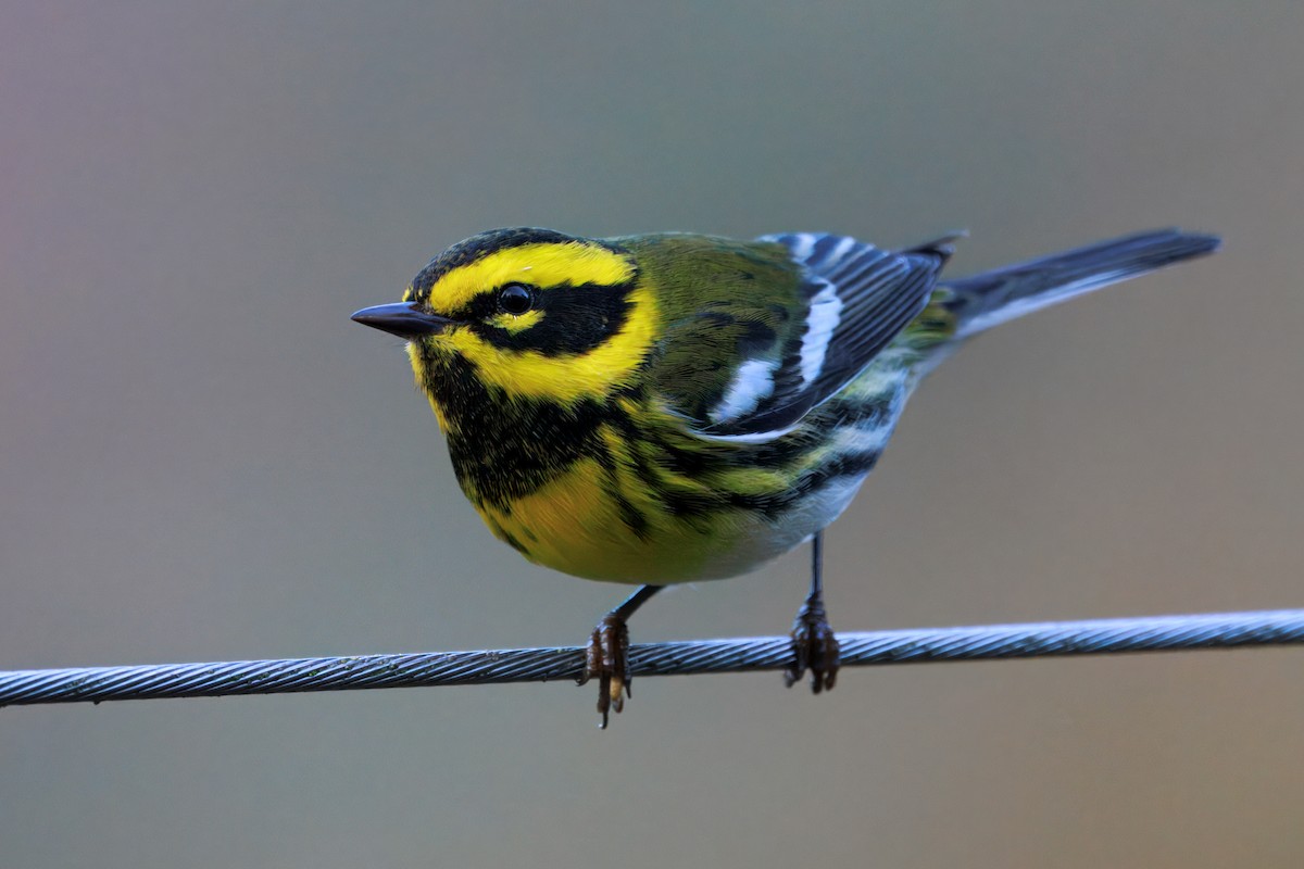 Townsend's Warbler - ML645822362