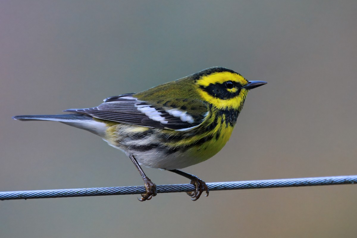 Townsend's Warbler - ML645822363