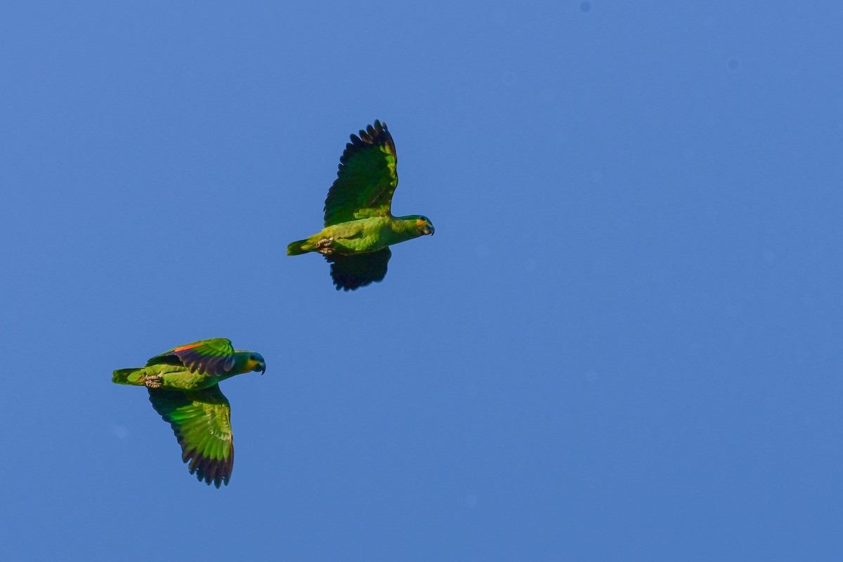 Orange-winged Amazon - ML645822364