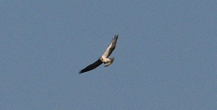 Свенсонов канюк - ML645822367