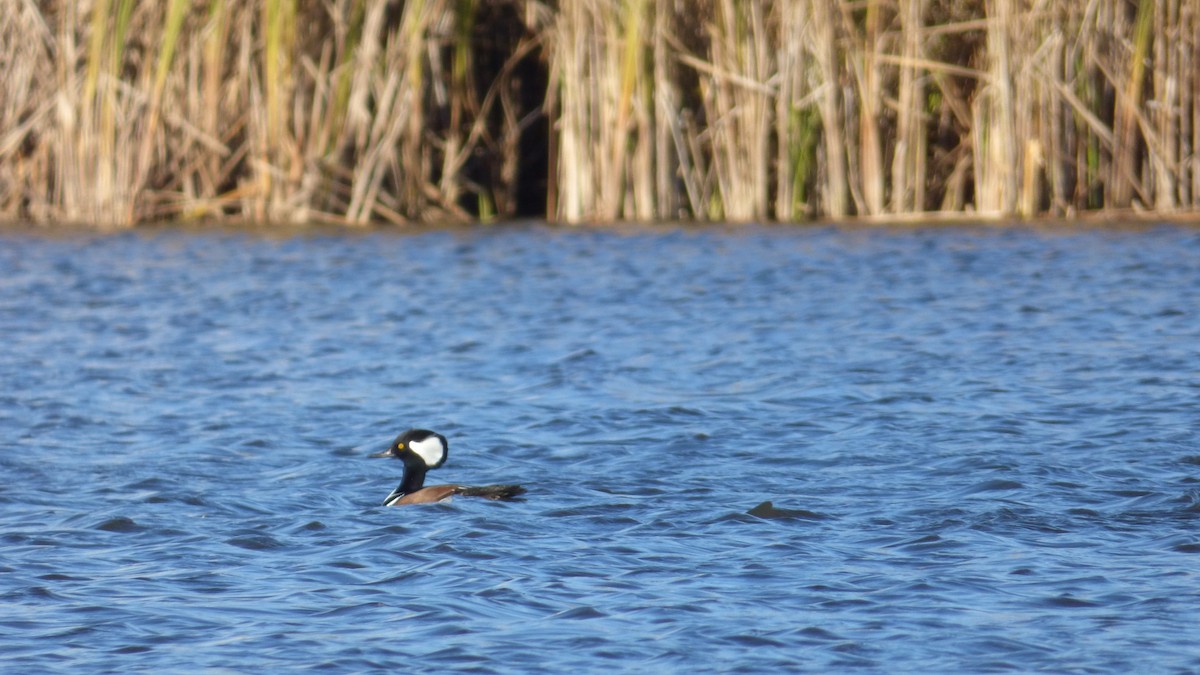 Hooded Merganser - ML645822369
