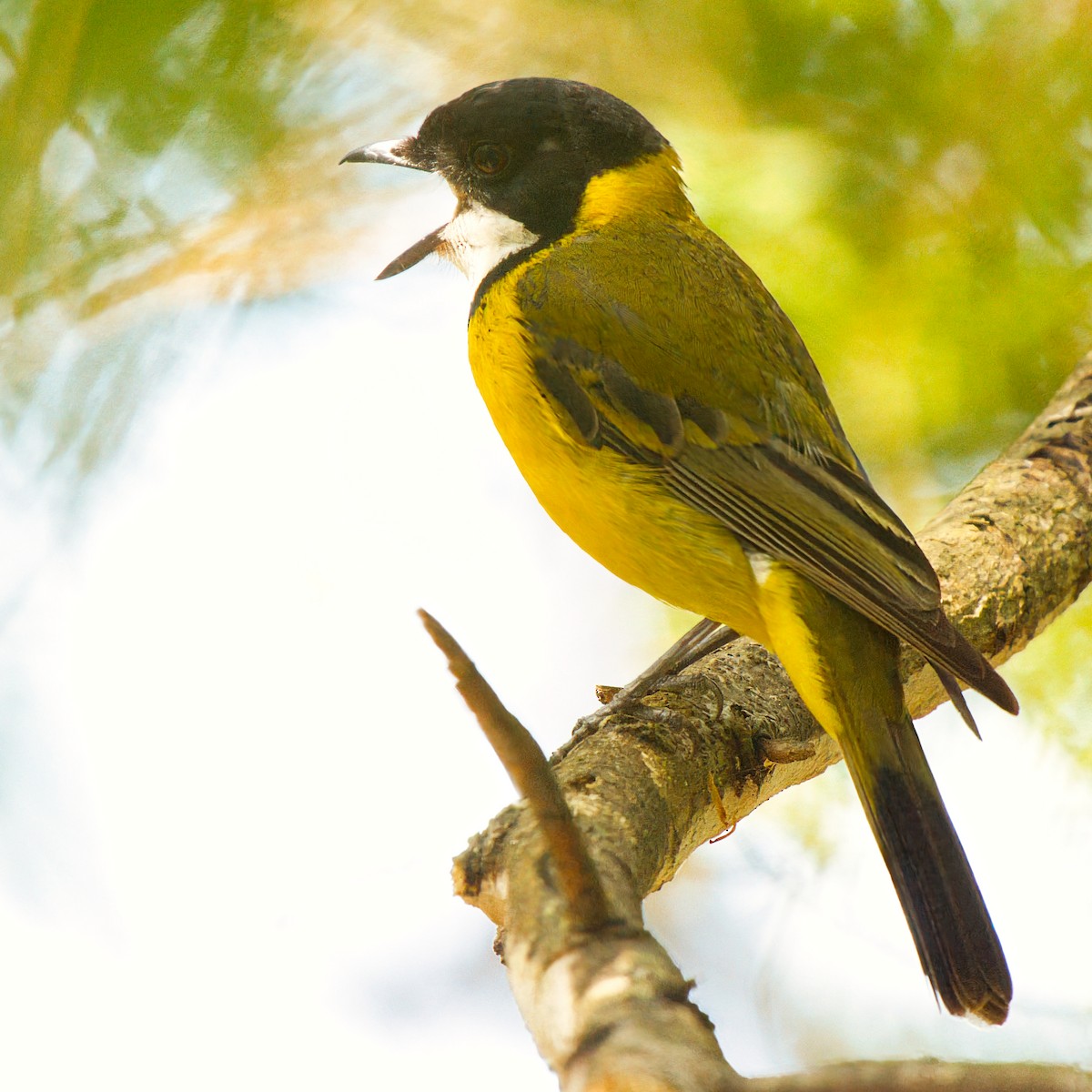 Golden Whistler - ML645822370