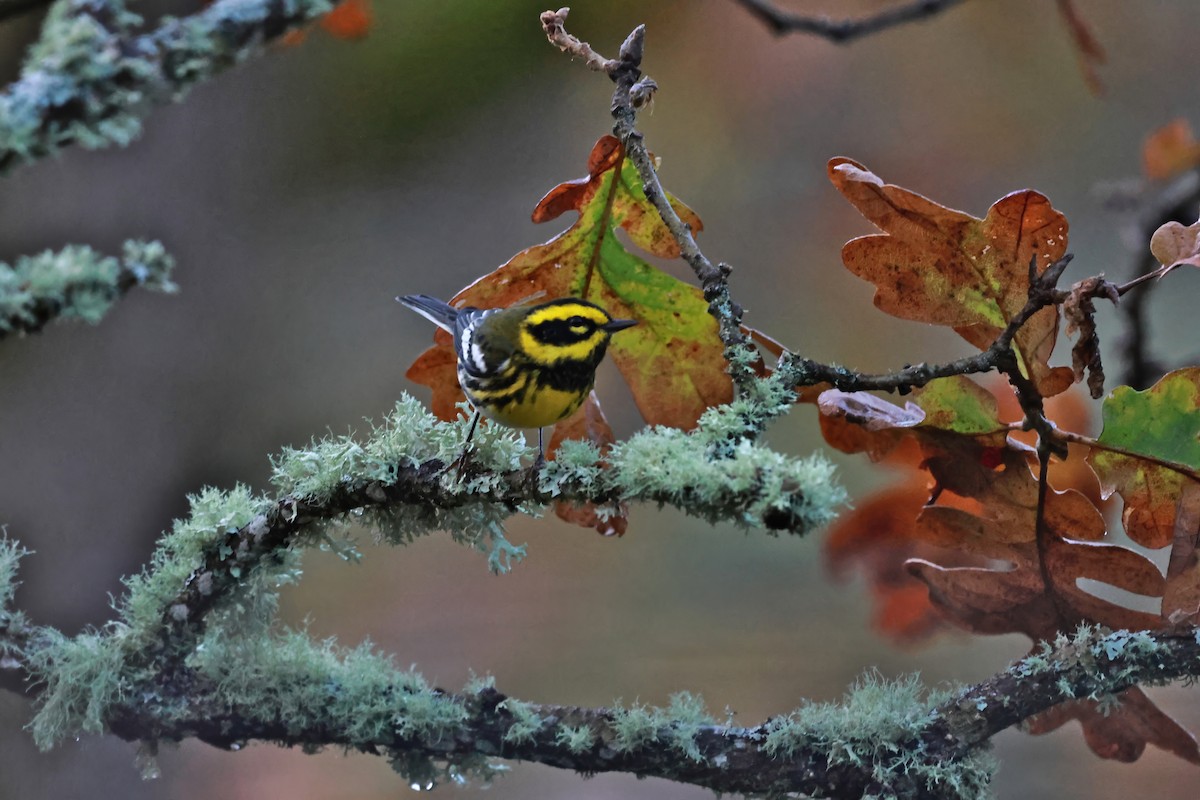 Townsend's Warbler - ML645822371