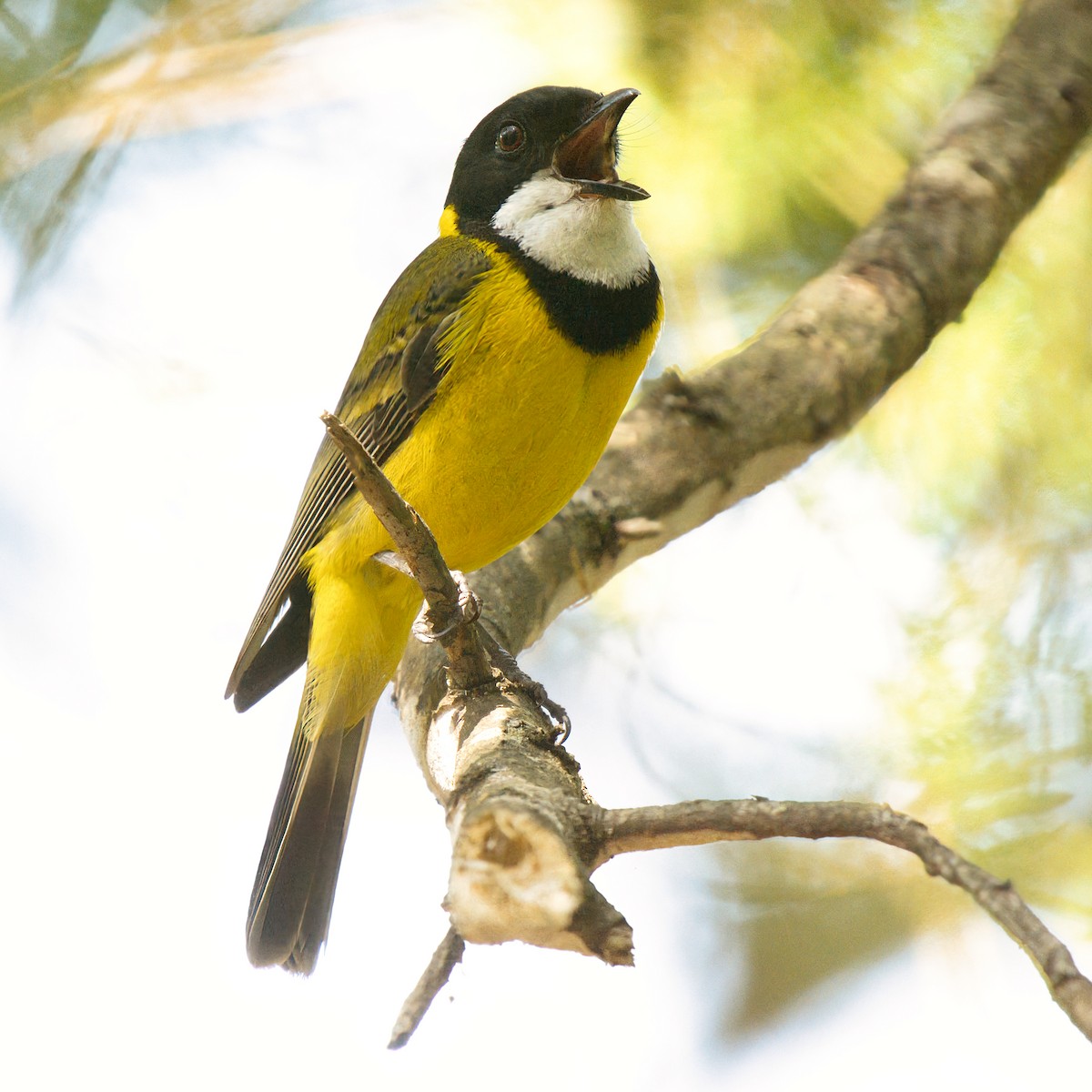 Golden Whistler - ML645822380