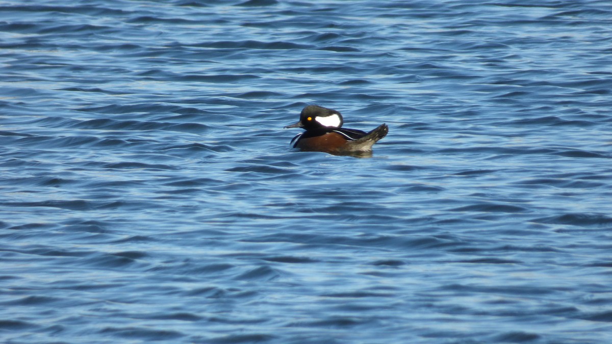 Hooded Merganser - ML645822382