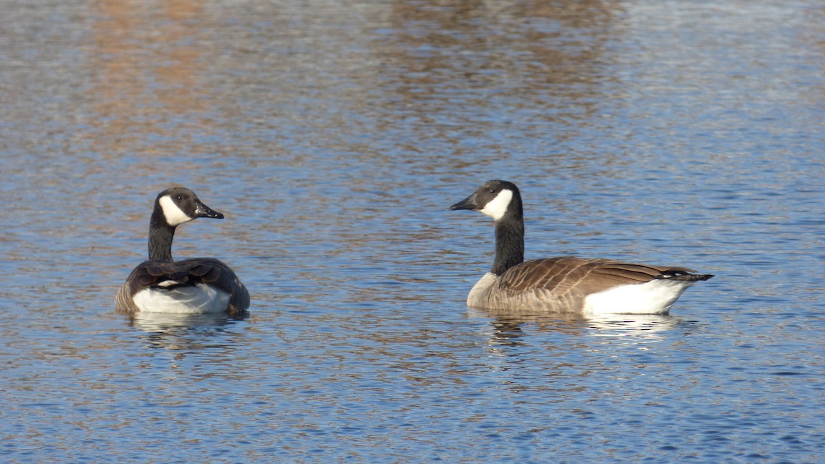 Canada Goose - ML645822385