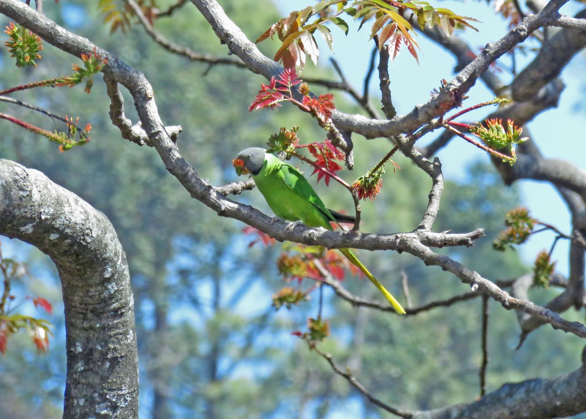 Гималайский кольчатый попугай - ML645822387