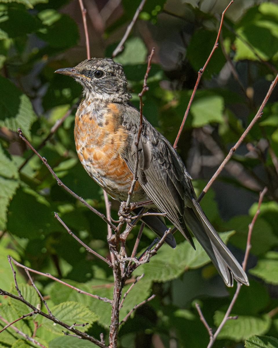 Дрізд мандрівний - ML645822388