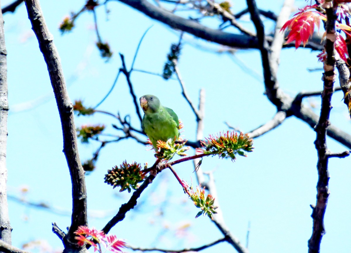 Гималайский кольчатый попугай - ML645822391