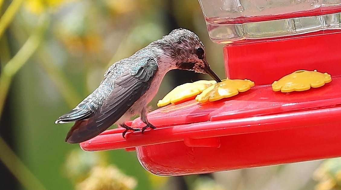 Costa's Hummingbird - ML645822392