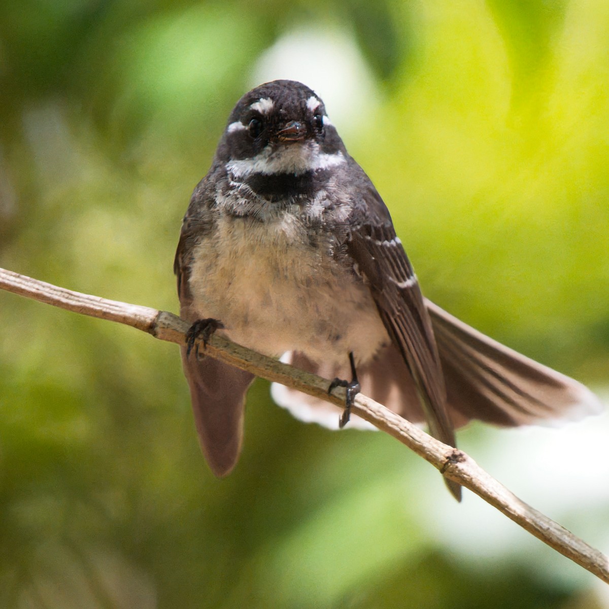 Gray Fantail - ML645822395