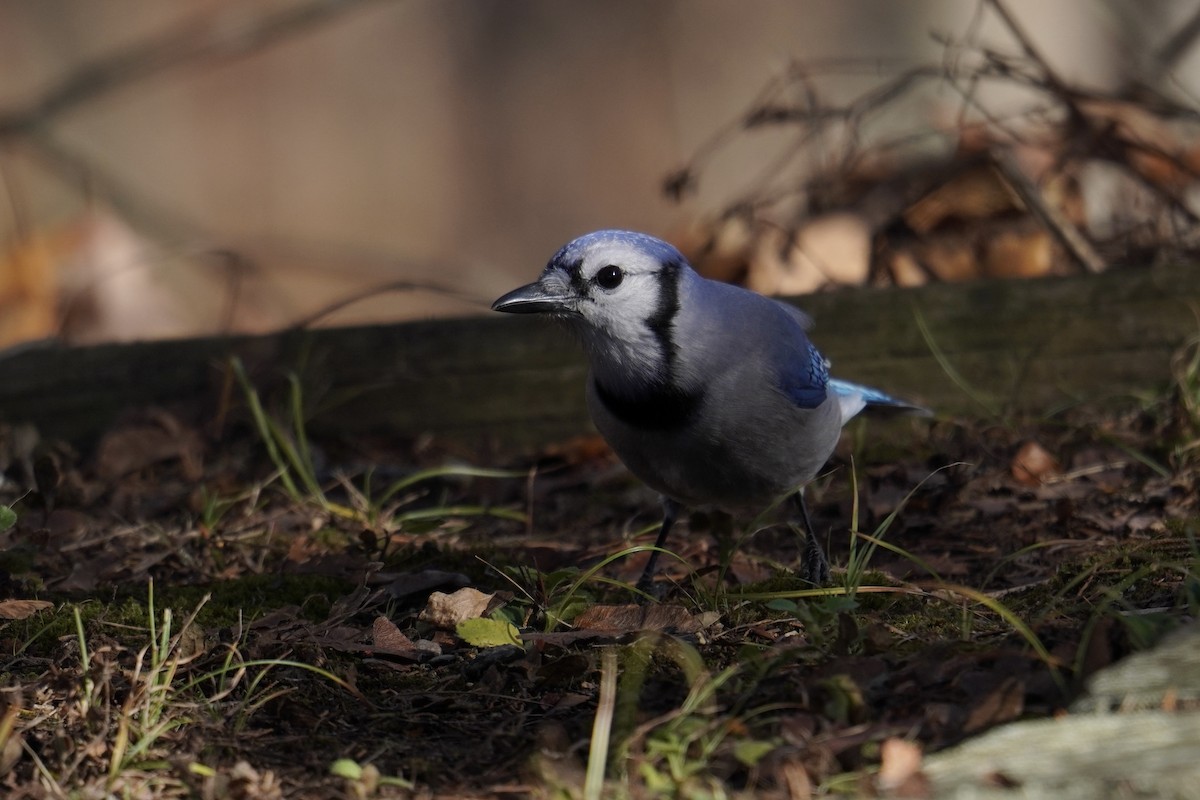 Blue Jay - ML645822396
