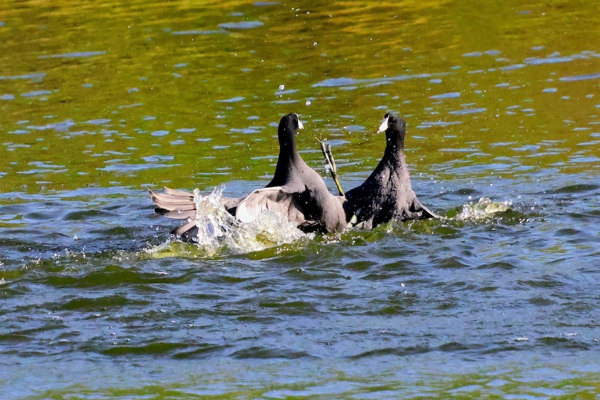 American Coot - ML645822397