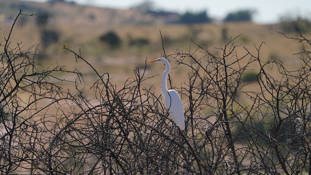 Great Egret - ML645822398