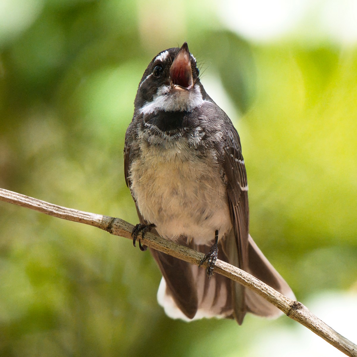 Gray Fantail - ML645822401