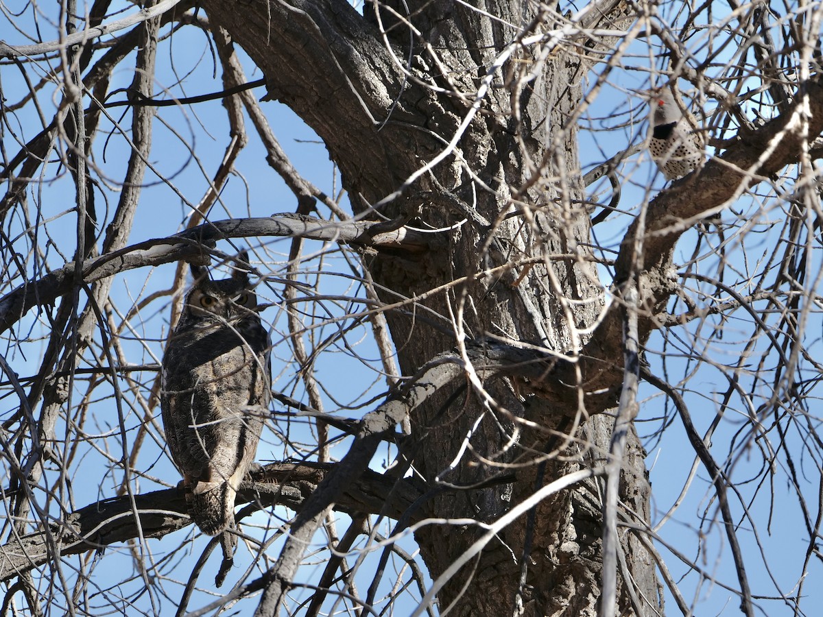 Great Horned Owl - ML645822402