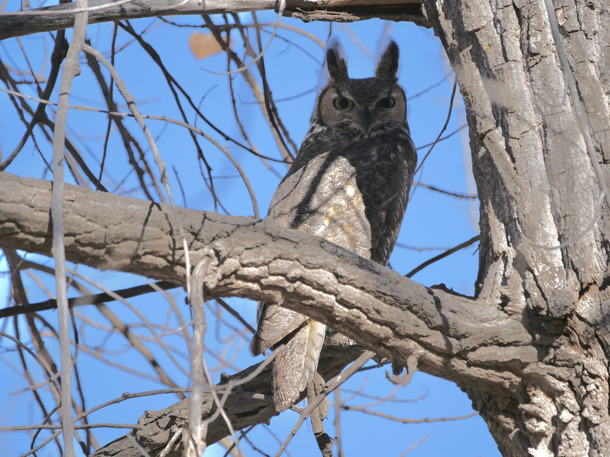 Great Horned Owl - ML645822403