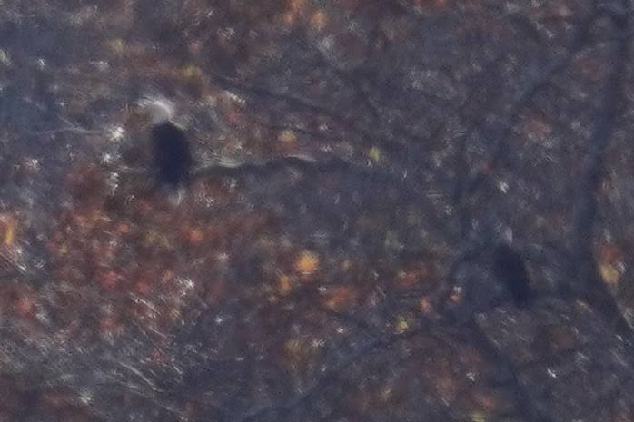 Bald Eagle - ML645822405