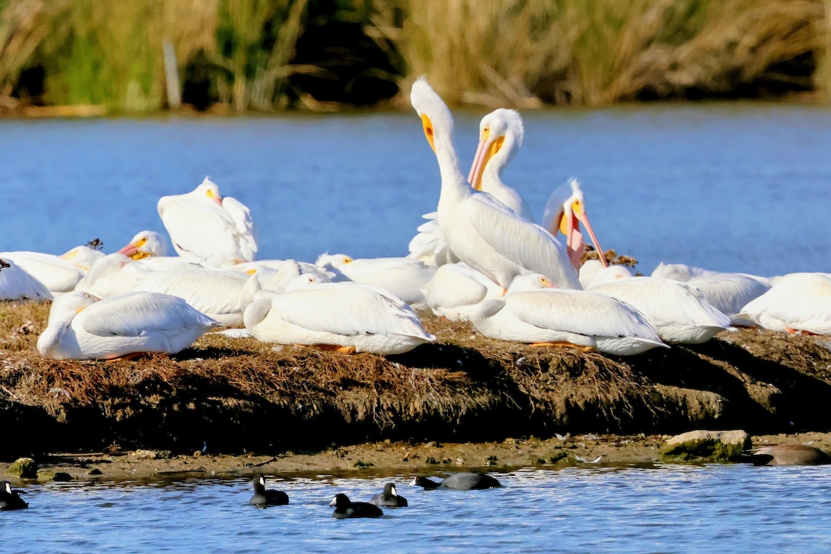 American White Pelican - ML645822407