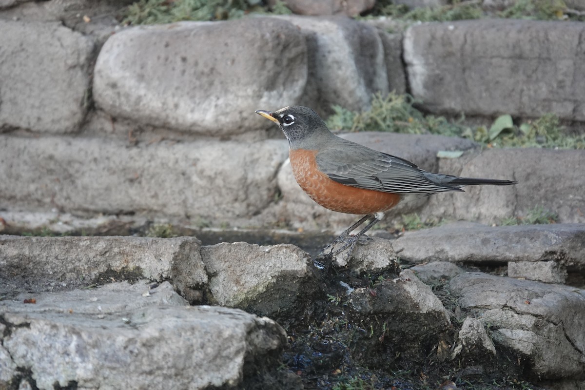 American Robin - ML645822408