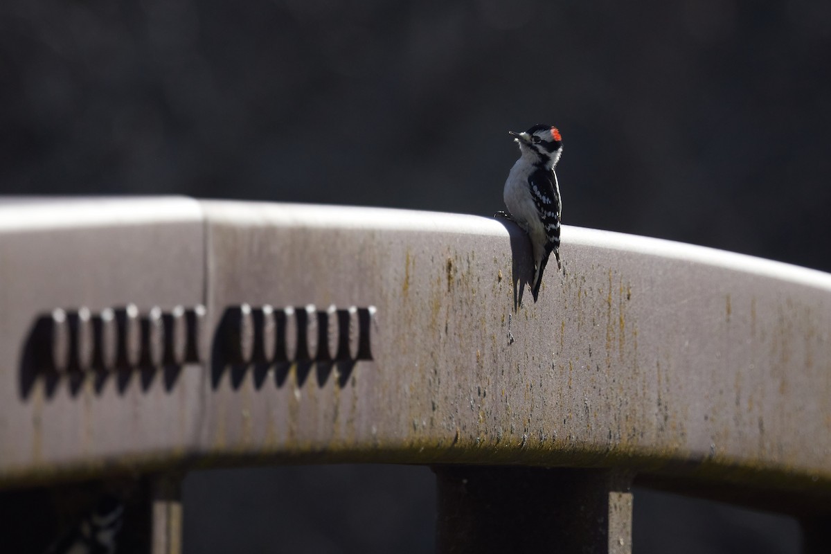 Downy Woodpecker - ML645822409