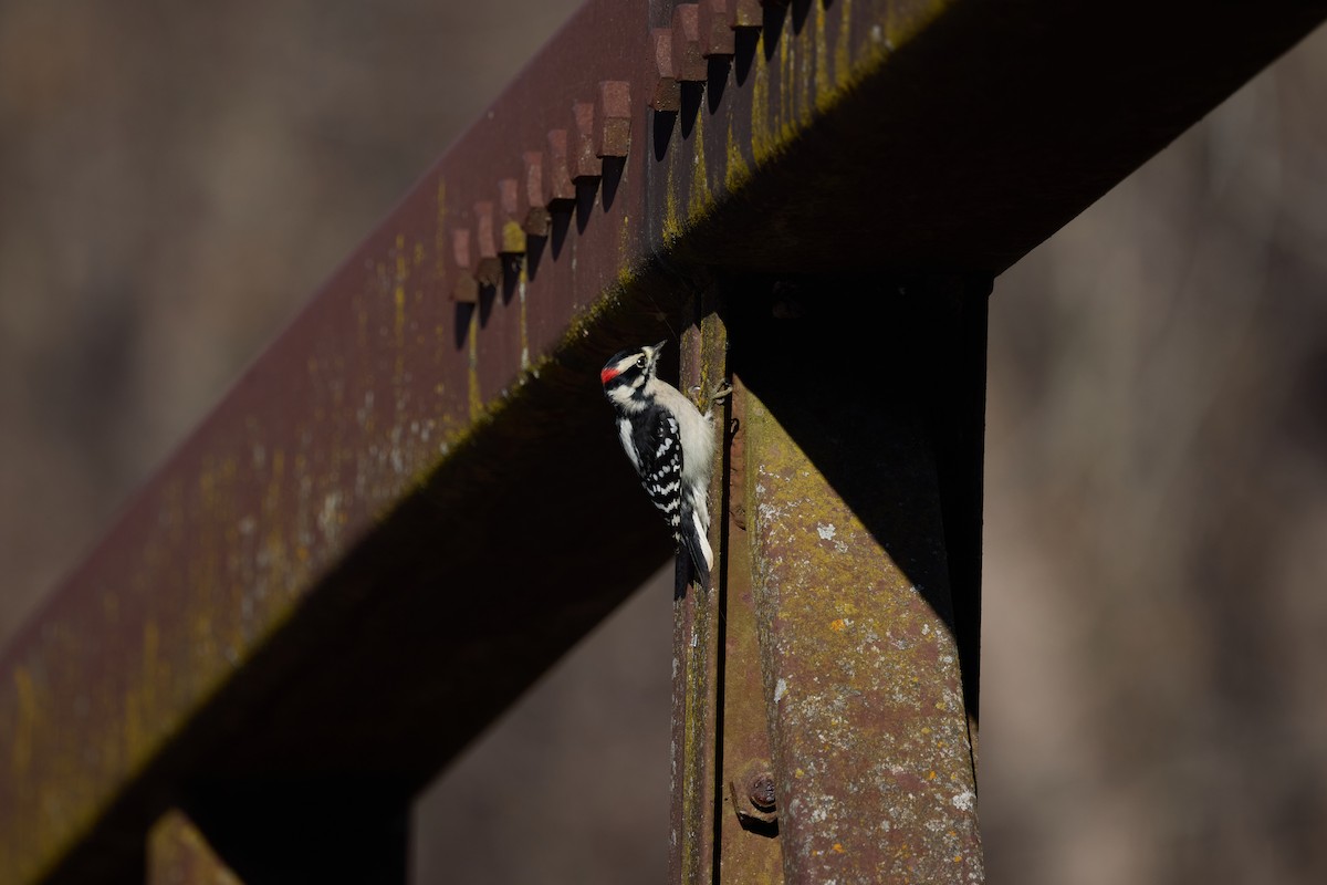 Downy Woodpecker - ML645822410