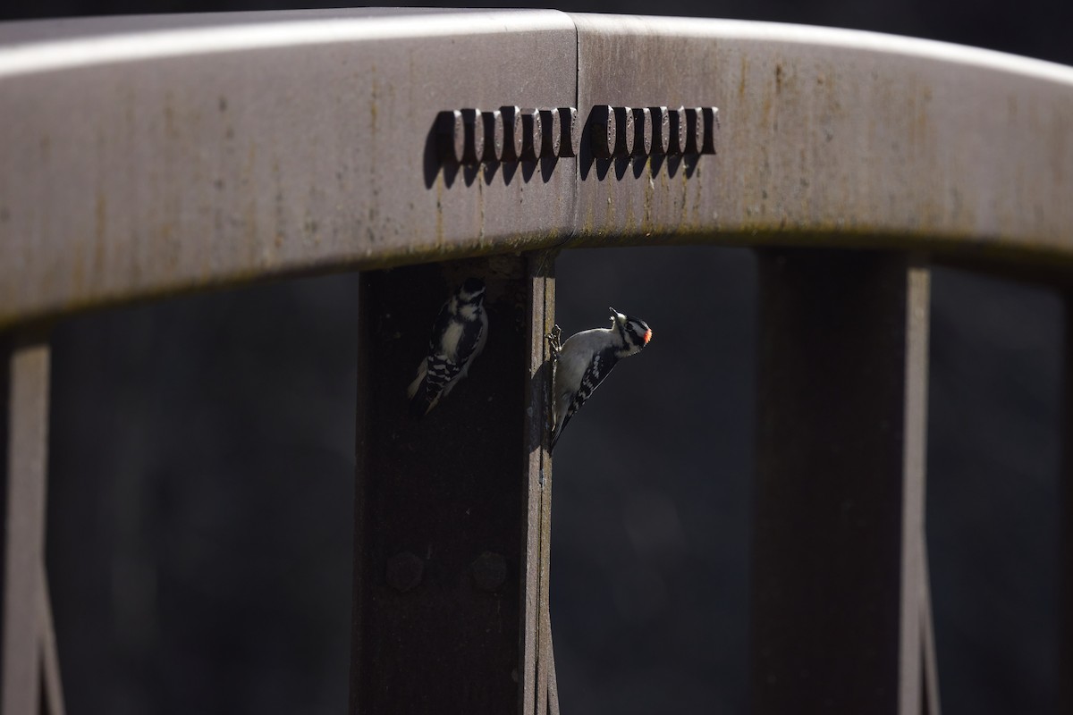 Downy Woodpecker - ML645822411