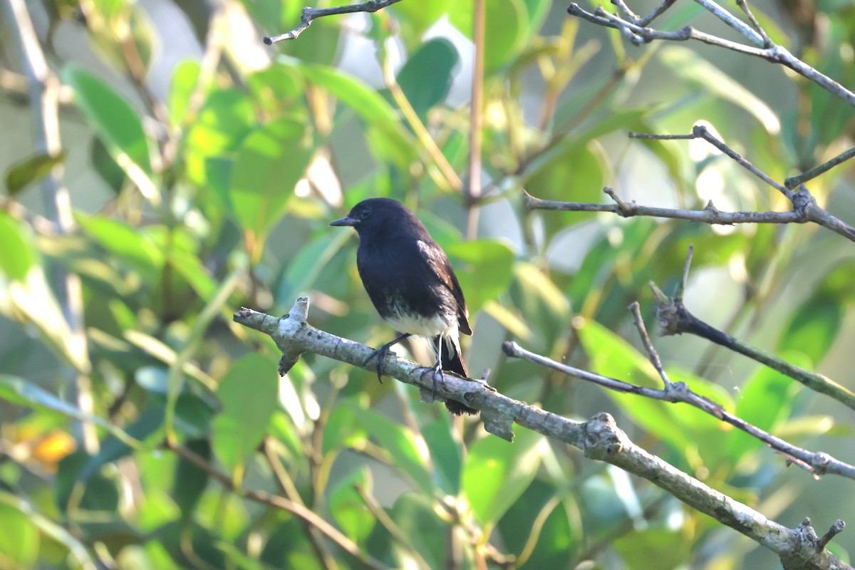 Pied Bushchat - ML645822412