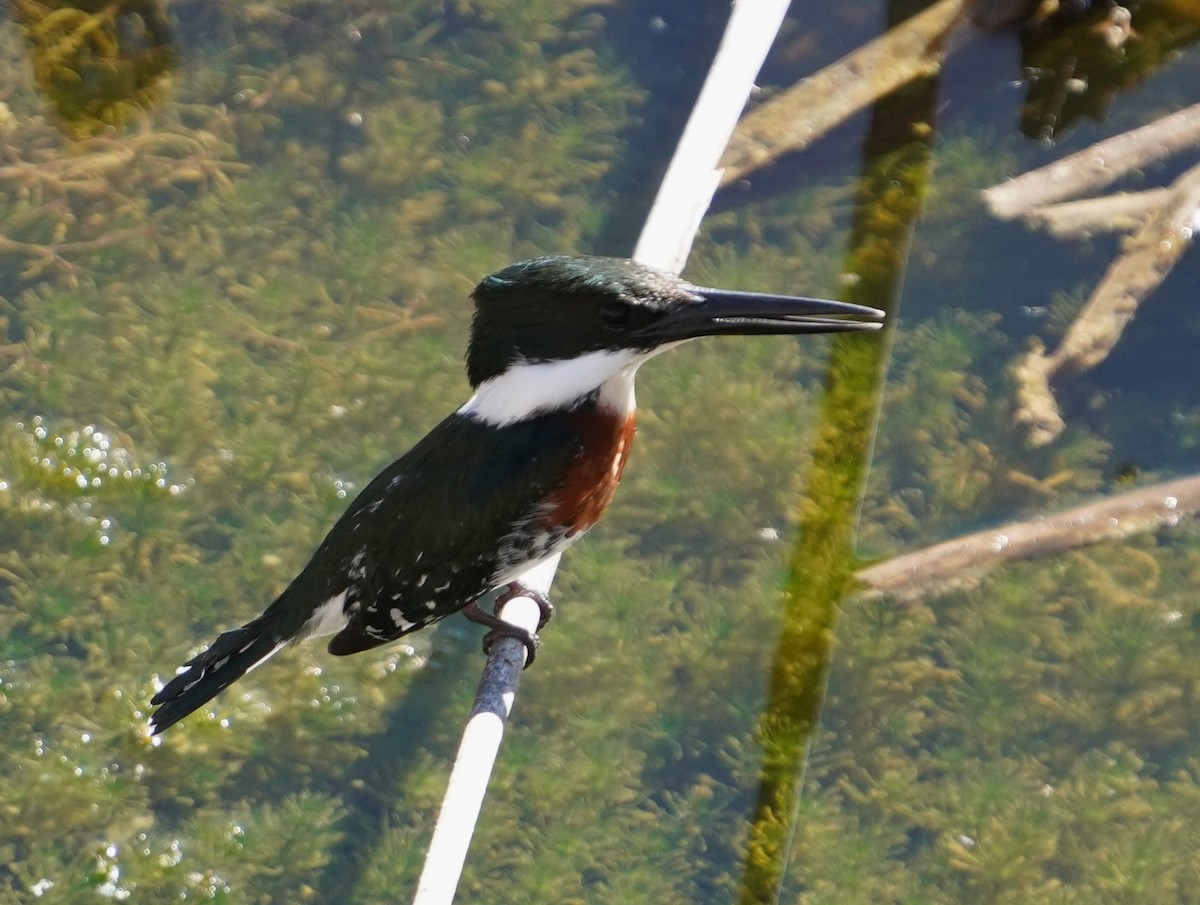 Green Kingfisher - ML645822413