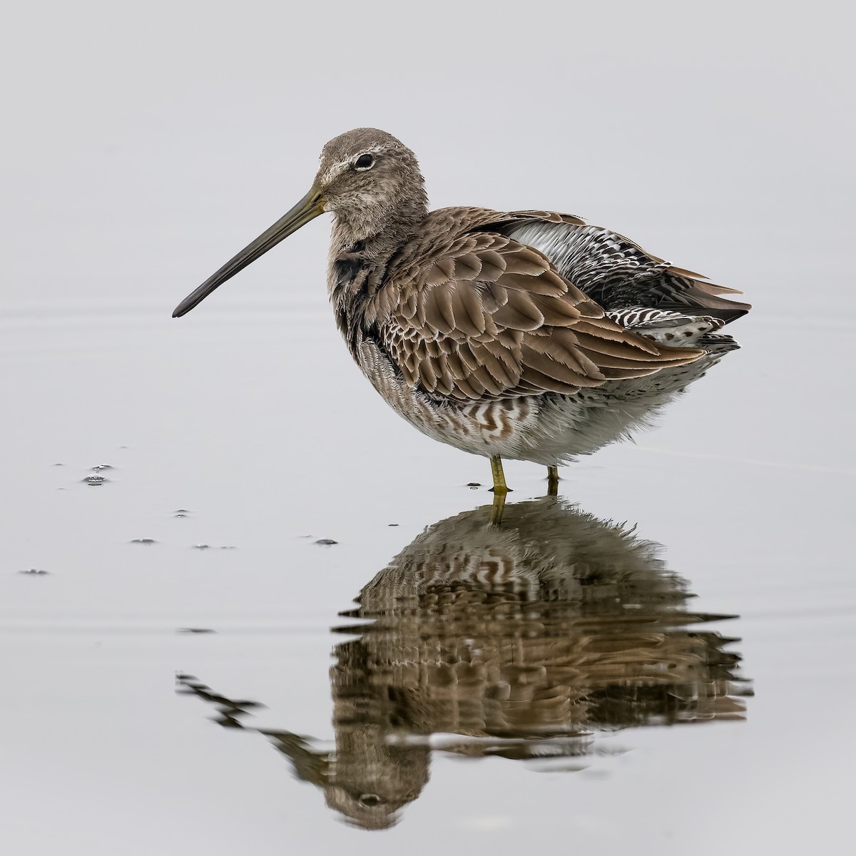 Long-billed Dowitcher - ML645822414
